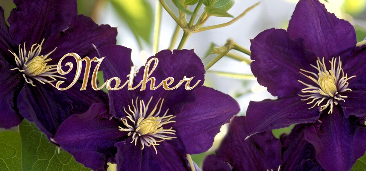 Purple Clematis Mother